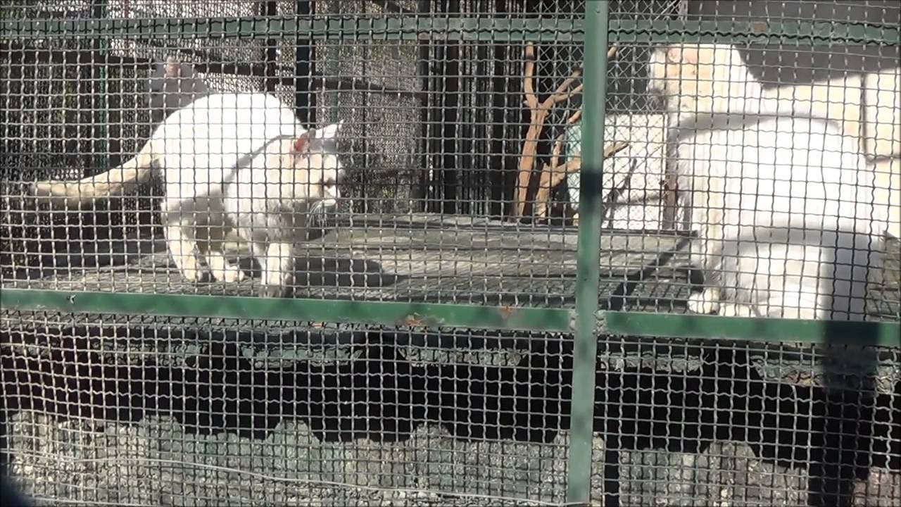 Правда о зоопарке Дамаска